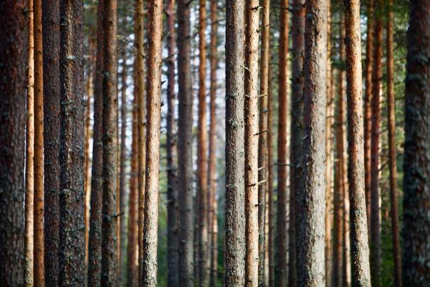 istock Pine trees and fir trees trunks in spring Coniferous forest close up 1218112641