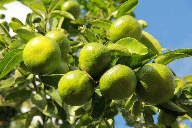 istock tangerines plantation in salvador 1218112643