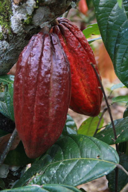 cosecha de cacao en bahia - cocoa cocoa bean chocolate brazil fotografías e imágenes de stock