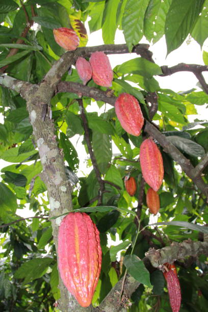 cosecha de cacao en bahia - cocoa cocoa bean chocolate brazil fotografías e imágenes de stock