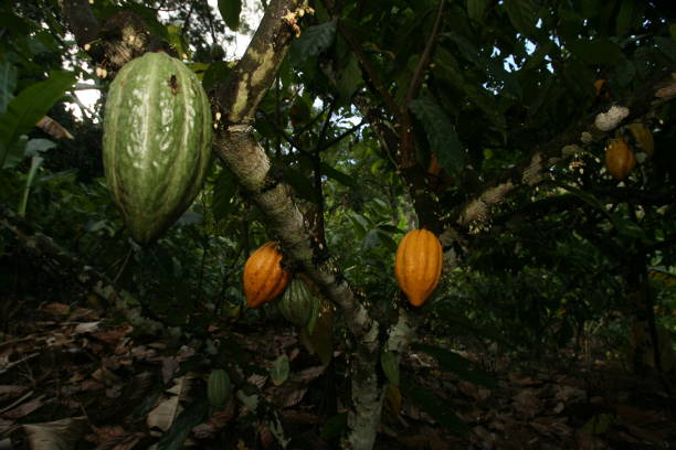 istock cocoa harvest in bahia 1218112838