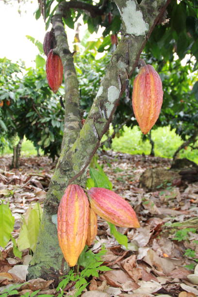 istock cocoa harvest in bahia 1218112839