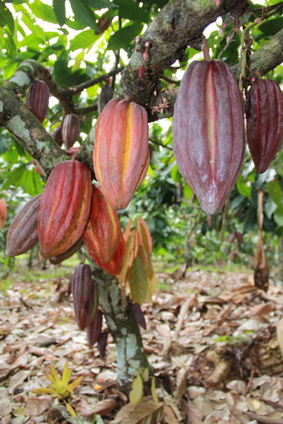 istock cocoa harvest in bahia 1218112842