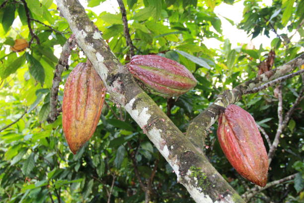 istock cocoa harvest in bahia 1218112843
