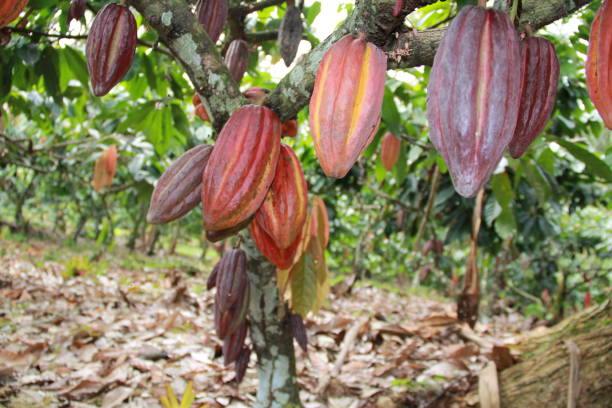 istock cocoa harvest in bahia 1218112921