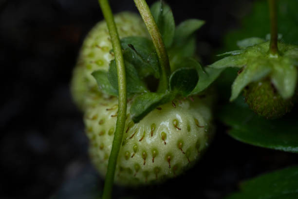 Unripe Strawberry fruit on its branch