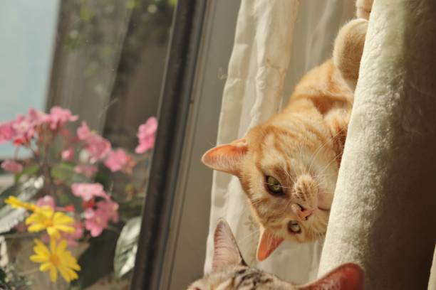 istock Cat who is going to mischief. 1218114711