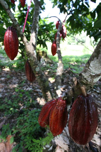 istock cocoa harvest in bahia 1218114788