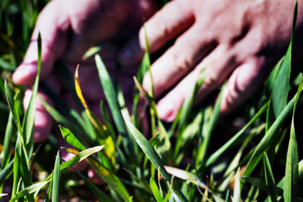 istock A farmer‘s Hand strokes Green cereal leaves during spring time 1218114962