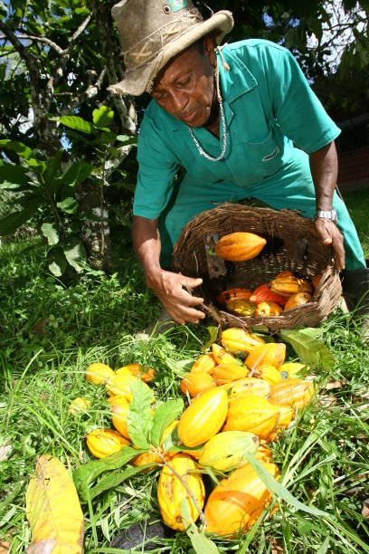 cosecha de cacao en bahia - cocoa cocoa bean chocolate brazil fotografías e imágenes de stock