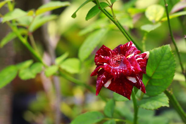 istock Red white Batik Rose flower 1218116616