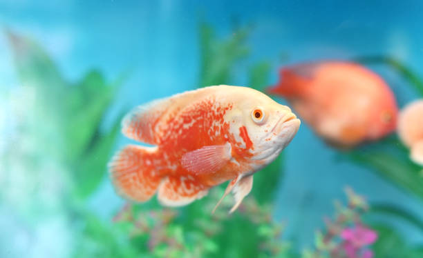 istock aquarium fish Amphilophus citrinellus in water 1218121039