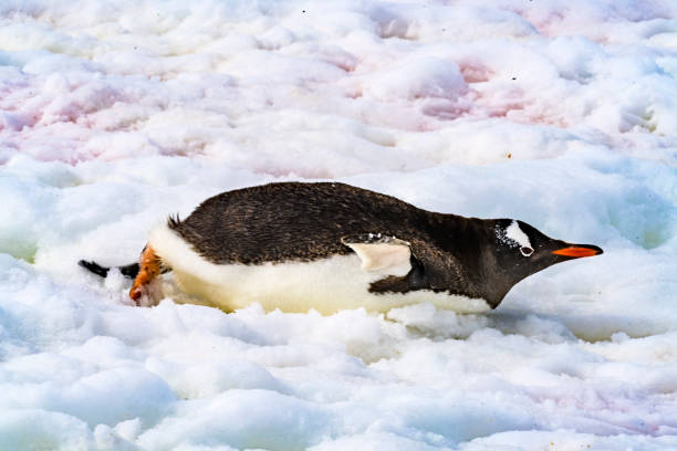 istock Gentoo Penguin Sledding Snow Highway Damoy Point Antarctica 1218121063