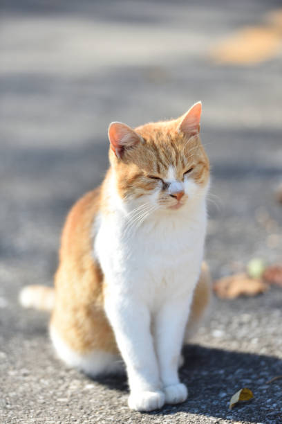 istock A cat living outdoor 1218123417