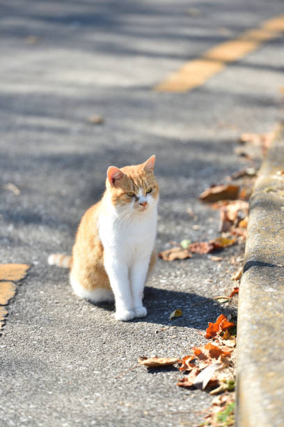 istock A cat living outdoor 1218123444