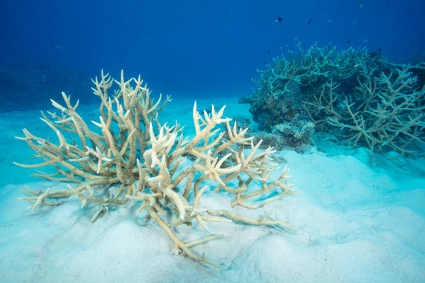 istock White sand and beautiful coral reef 1218124106