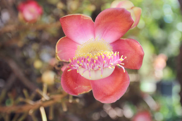 istock Shorea robusta or Cannonball flower from the tree 1218126779