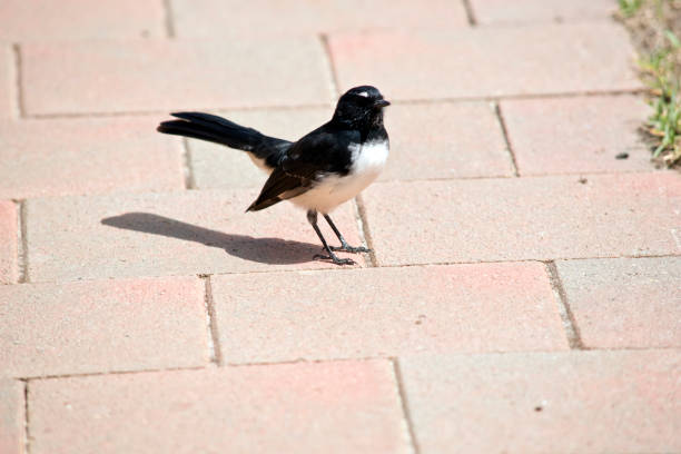 istock the willy wagtail is a small black and white bird 1218126884