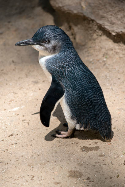 the penguin is resting on the sand