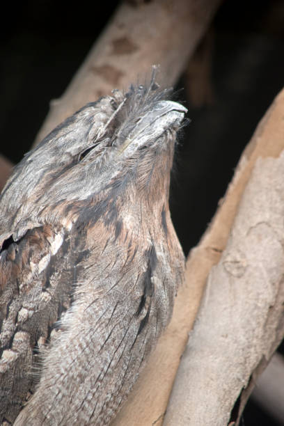 istock this is a side view of tawny frogmouth 1218127041
