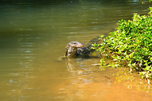 istock Varanus salvator. on wather. looking and waiting  food 1218127581