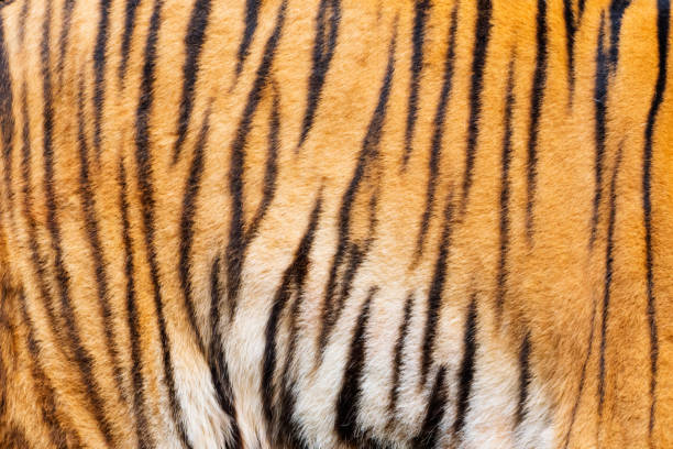 istock Tiger , A mammal with milk. 1218127658