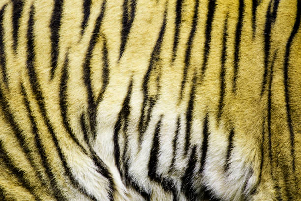 istock Tiger , A mammal with milk. 1218127664