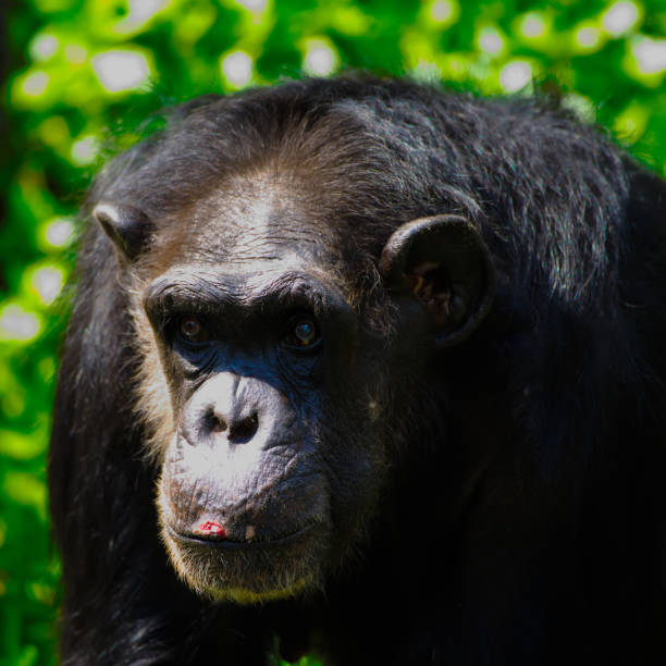 istock Chimpanzee,animal with brains nearby mankind. 1218127832