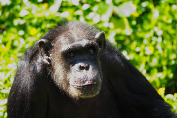 istock Chimpanzee,animal with brains nearby mankind. 1218127842