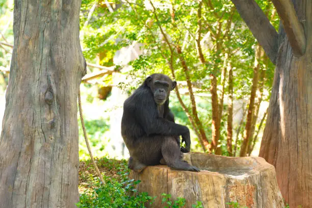 Photo of Chimpanzee,animal with brains nearby mankind.