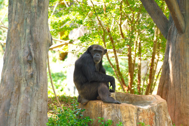 chimpanzé, animal com cérebros próximos à humanidade. - mankind - fotografias e filmes do acervo
