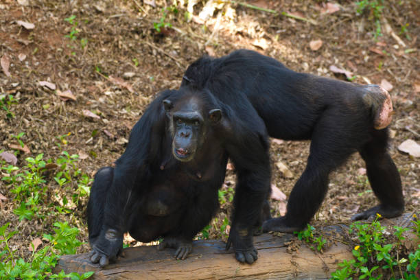istock Chimpanzee,animal with brains nearby mankind. 1218127867