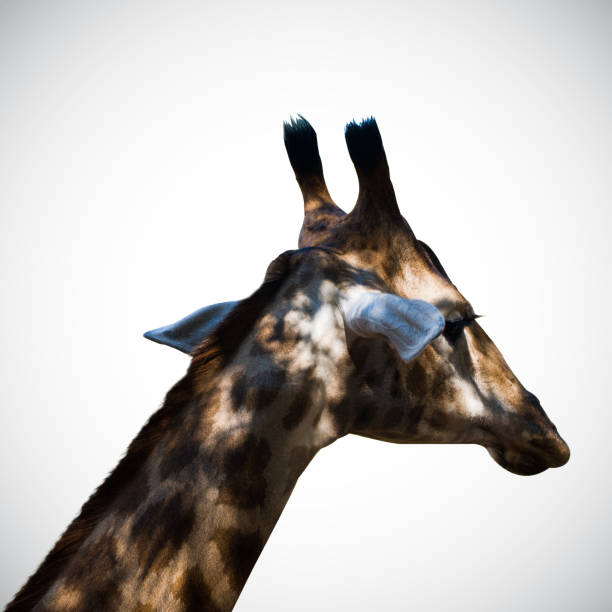 istock giraffe Isolated on the white background 1218127870