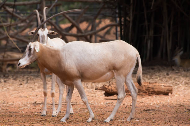 istock Scimitar-Horned Oryx (Oryx dammah) eating grass And going for a walking. 1218127961
