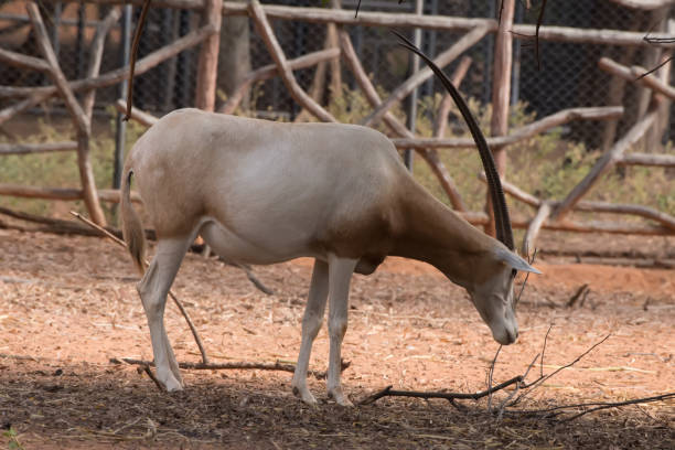 istock Scimitar-Horned Oryx (Oryx dammah) eating grass And going for a walking. 1218127972