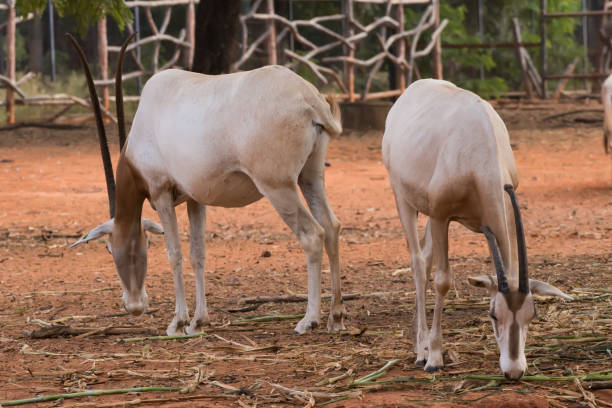 istock Scimitar-Horned Oryx (Oryx dammah) eating grass And going for a walking. 1218127982