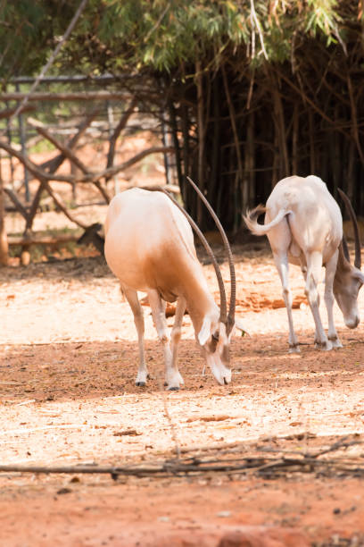 istock Scimitar-Horned Oryx (Oryx dammah) eating grass And going for a walking. 1218127989