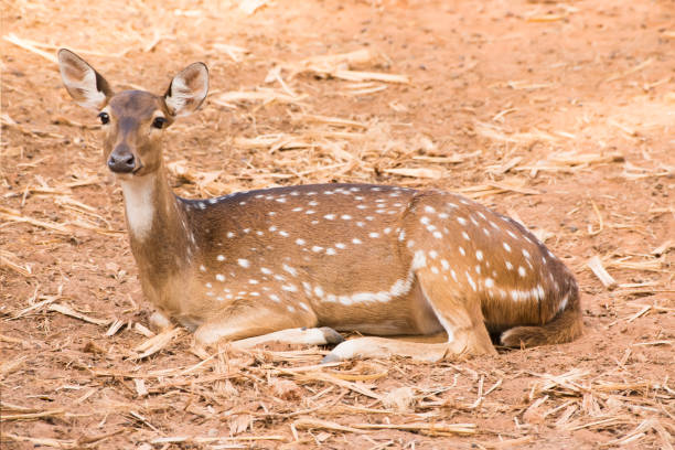 istock The sika deer On brown ground. 1218128029