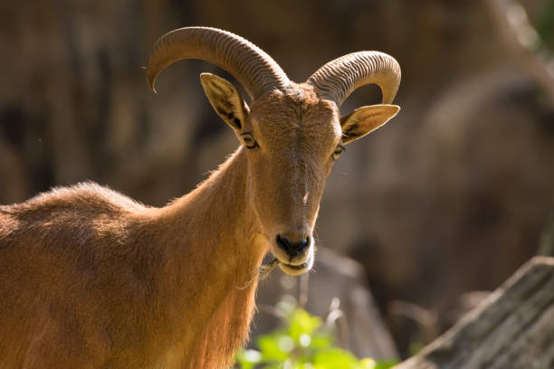 istock The barbary sheep Standing on grass. 1218128073