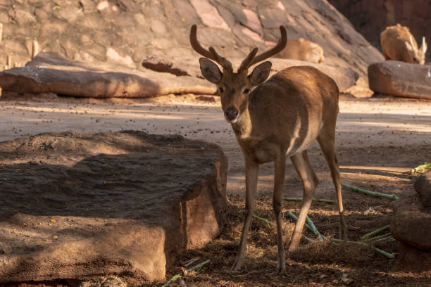 istock Axis porcinus in the zoo thailand. 1218128195