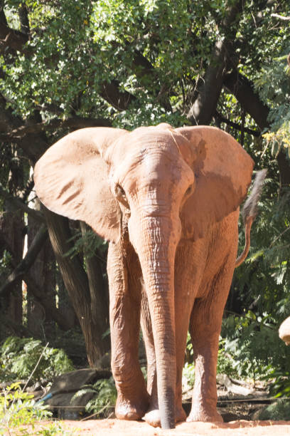 istock Picture african elephant,walking relax, play soil. 1218128212