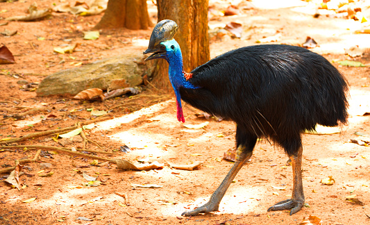 Casuarius. Australian big forest bird. in zoo nakhonratsima thailand