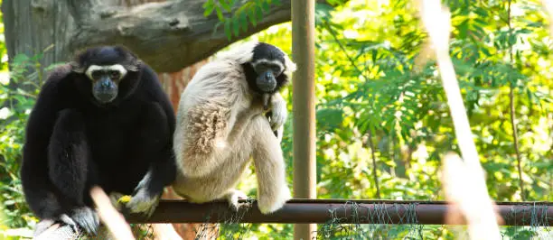Gibbon White and black beautiful. sitting on tree.