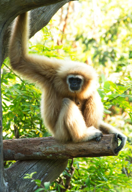 istock Gibbon White and black beautiful. sitting on tree. 1218128249