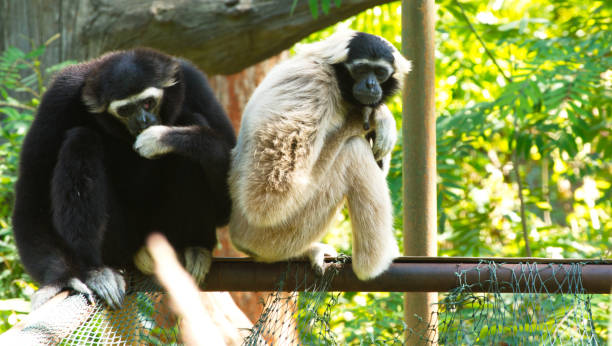 istock Gibbon White and black beautiful. sitting on tree. 1218128250
