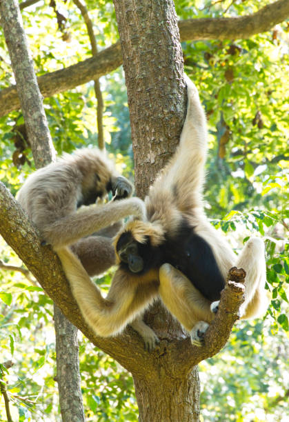 istock Gibbon White and black beautiful. sitting on tree. 1218128256