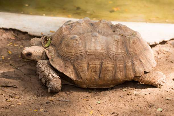 istock Galapagos tortoise.walking relax, on soil. 1218128267