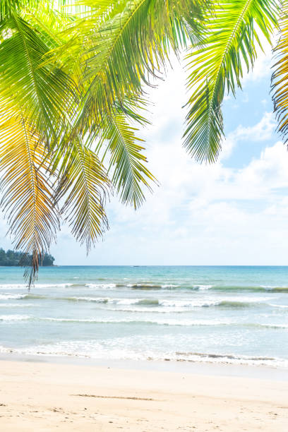 istock Tropical nature clean beach and white sand in summer with palm tree leaf sun light blue sky and bokeh abstract  background. 1218128329