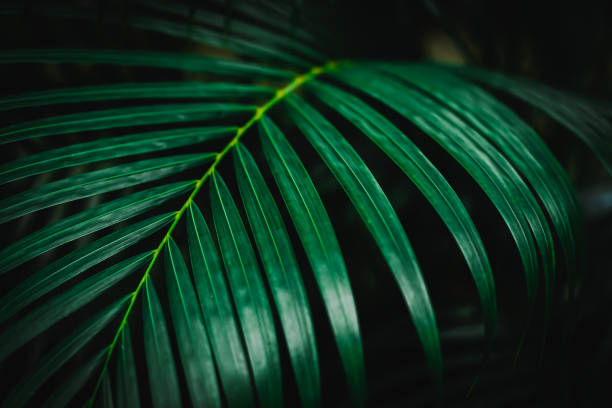 istock Selective focus closed up tropical summer green leaf dark tone background 1218128364