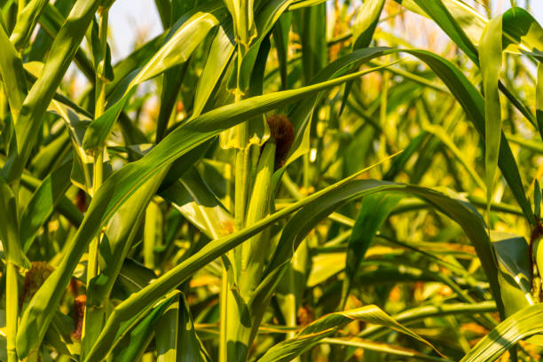 espigas de milho. a palavra milho vem do latim comum - summer photography organic outdoors - fotografias e filmes do acervo